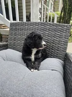 Jade, a female Aussiedoodle for sale in Chesapeake, VA – 5 of 6