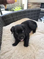 Nova, a female Australian Shepherd and Labrador Retriever for sale in Chesapeake, VA – 1 of 2