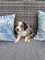 Nova, a female Australian Shepherd for sale in Chesapeake, VA – 4 of 10