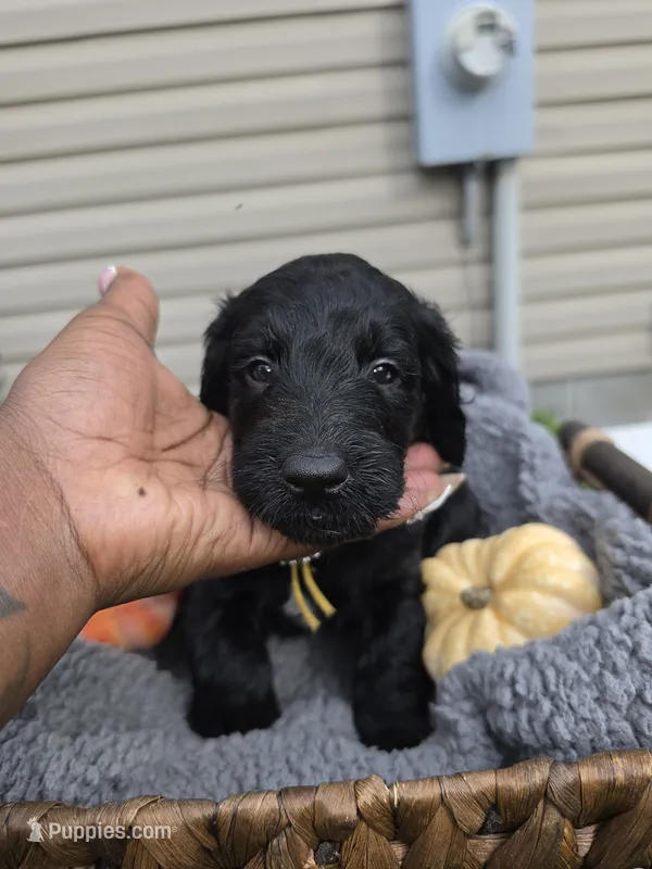Gale – Goldendoodle puppy for sale in Chesapeake, VA