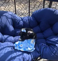 Jade, a female Aussiedoodle for sale in Chesapeake, VA – 2 of 10
