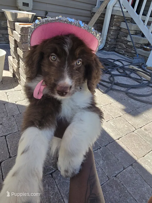 Sapphire  – Aussiedoodle puppy for sale in Chesapeake, VA