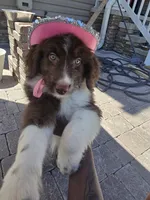 Sapphire , a female Aussiedoodle for sale in Chesapeake, VA – 2 of 5