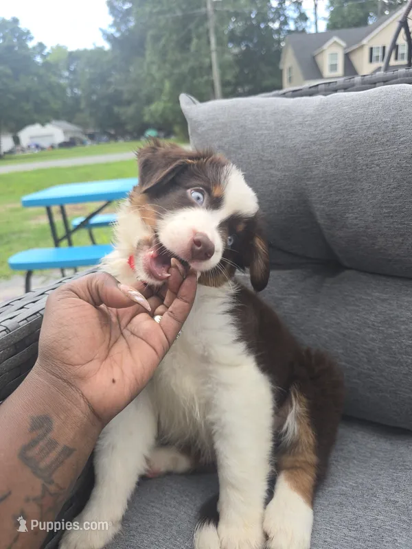 Twix – Australian Shepherd puppy for sale in Chesapeake, VA
