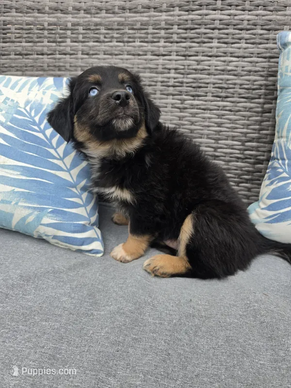 Orion – Australian Shepherd puppy for sale in Chesapeake, VA