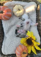 Aspen, a male Australian Shepherd for sale in Chesapeake, VA – 2 of 4