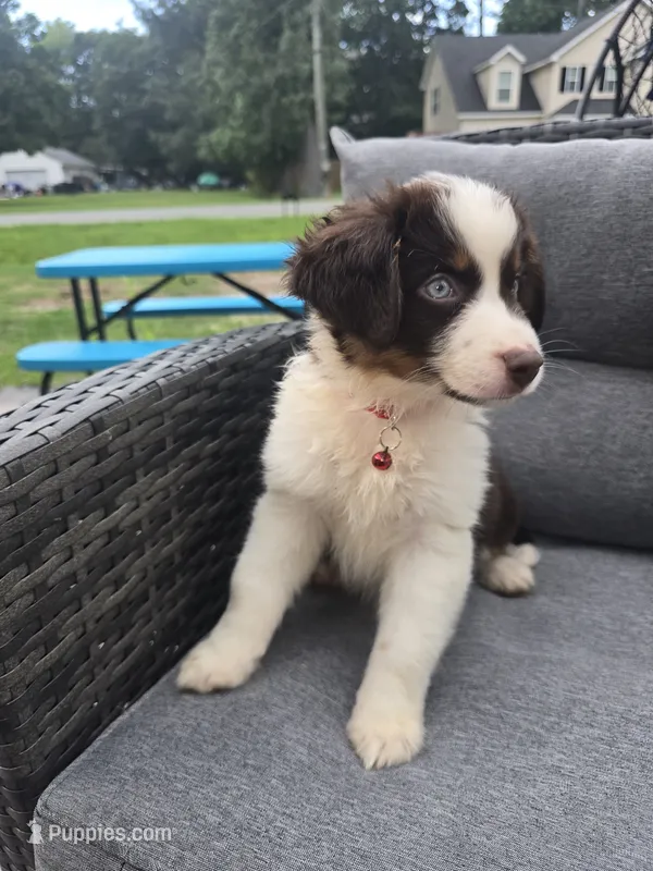 Twix – Australian Shepherd puppy for sale in Chesapeake, VA