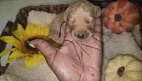Storm, a female Goldendoodle for sale in Chesapeake, VA – 3 of 3