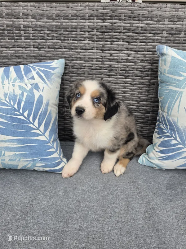 Nova – Australian Shepherd puppy for sale in Chesapeake, VA