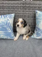Nova, a female Australian Shepherd for sale in Chesapeake, VA – 1 of 10