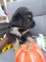 Orion, a male Australian Shepherd for sale in Chesapeake, VA – 5 of 10