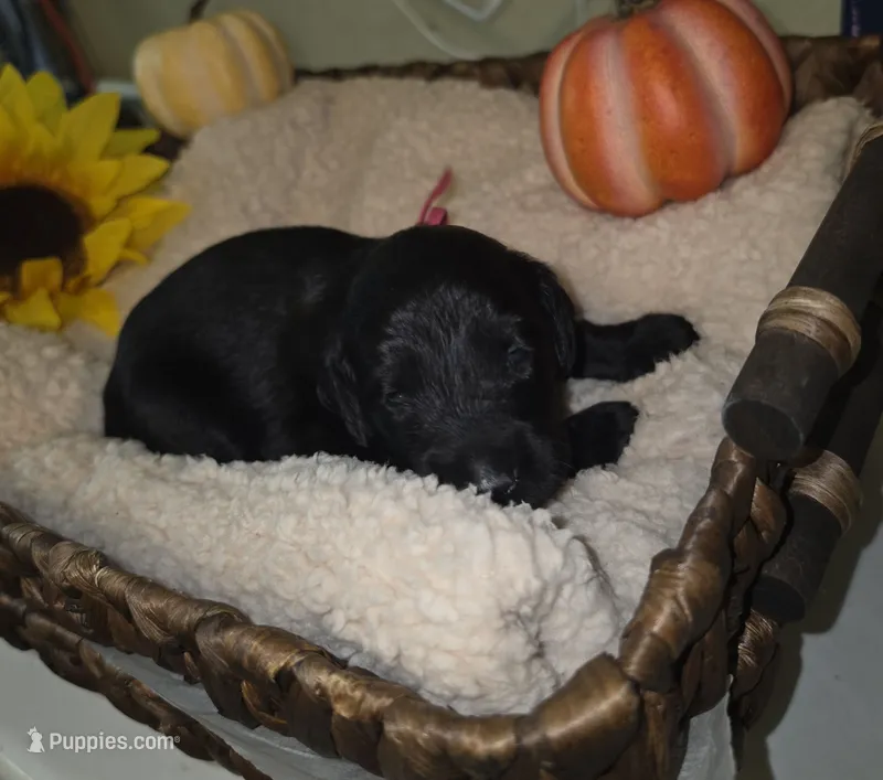 Hail – Goldendoodle puppy for sale in Chesapeake, VA