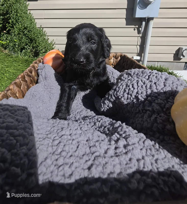 Misty – Goldendoodle puppy for sale in Chesapeake, VA