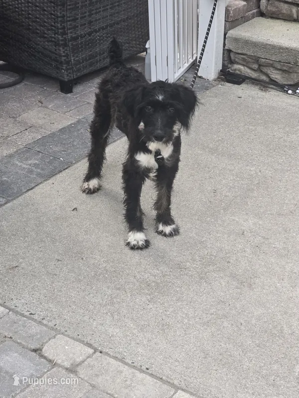 Onyx – Aussiedoodle puppy for sale in Chesapeake, VA