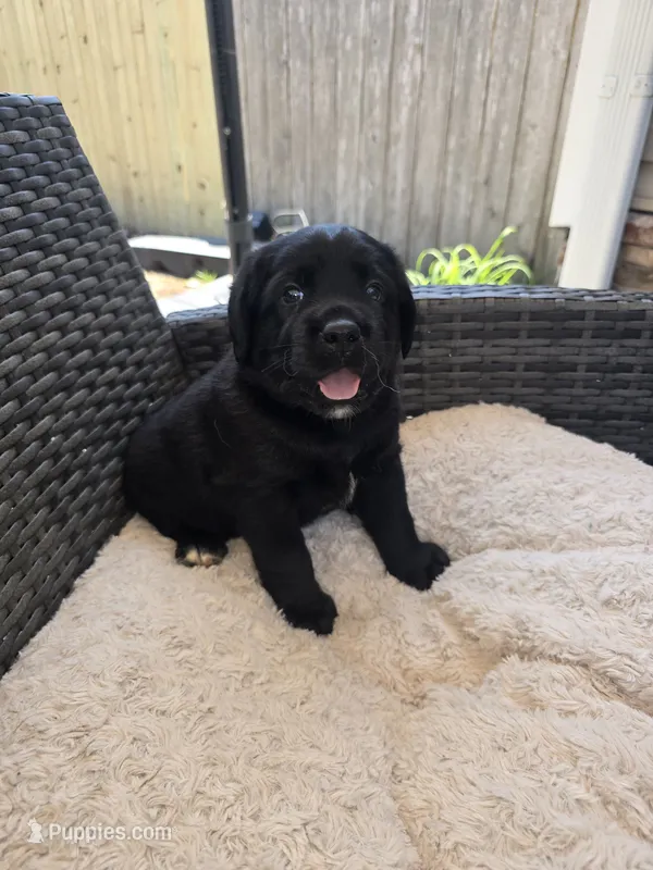 King – Australian Shepherd, Labrador Retriever puppy for sale in Chesapeake, VA
