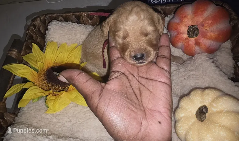 Storm – Goldendoodle puppy for sale in Chesapeake, VA