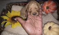 Storm, a female Goldendoodle for sale in Chesapeake, VA – 1 of 3