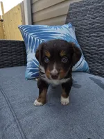 Snickers, a female Australian Shepherd for sale in Chesapeake, VA – 2 of 3