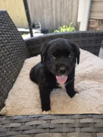 Queen, a female Australian Shepherd and Labrador Retriever for sale in Chesapeake, VA – 2 of 3