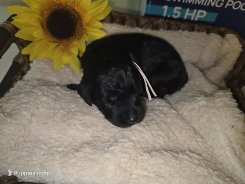 Rain – Goldendoodle puppy for sale in Chesapeake, VA