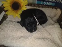 Rain, a female Goldendoodle for sale in Chesapeake, VA – 1 of 3