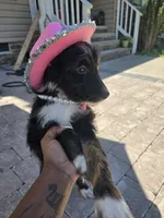 Onyx, a female Aussiedoodle for sale in Chesapeake, VA – 1 of 5