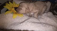 Sunny, a male Goldendoodle for sale in Chesapeake, VA – 2 of 5
