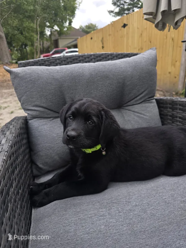 King – Australian Shepherd, Labrador Retriever puppy for sale in Chesapeake, VA