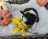 Willow, a female Australian Shepherd for sale in Chesapeake, VA – 2 of 4