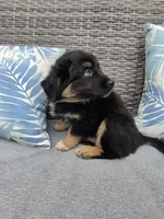 Orion, a male Australian Shepherd for sale in Chesapeake, VA – 2 of 10