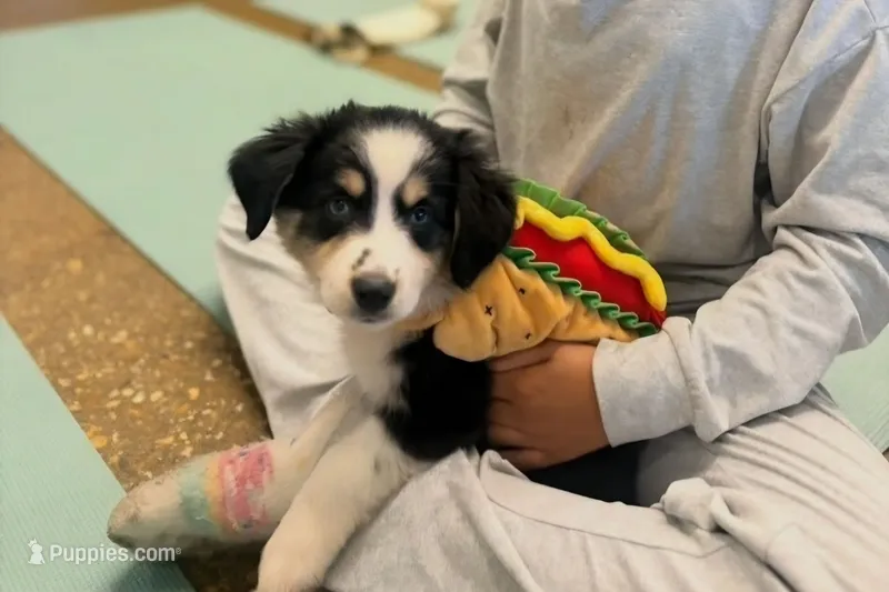 Willow – Australian Shepherd puppy for sale in Chesapeake, VA