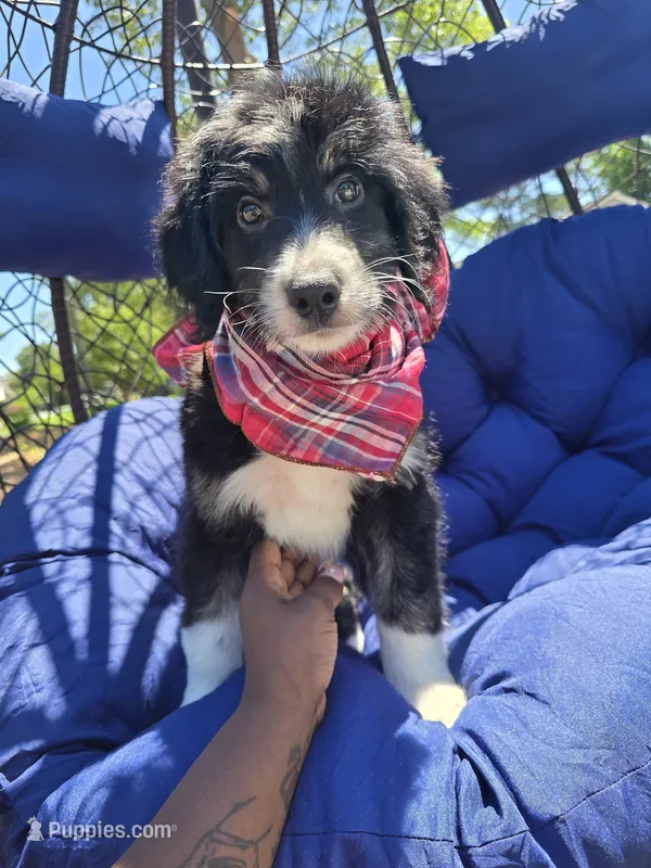 Jasper – Aussiedoodle puppy for sale in Hampton, VA