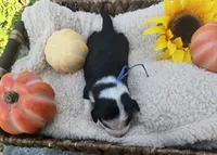 Comet, a male Australian Shepherd for sale in Chesapeake, VA – 2 of 4