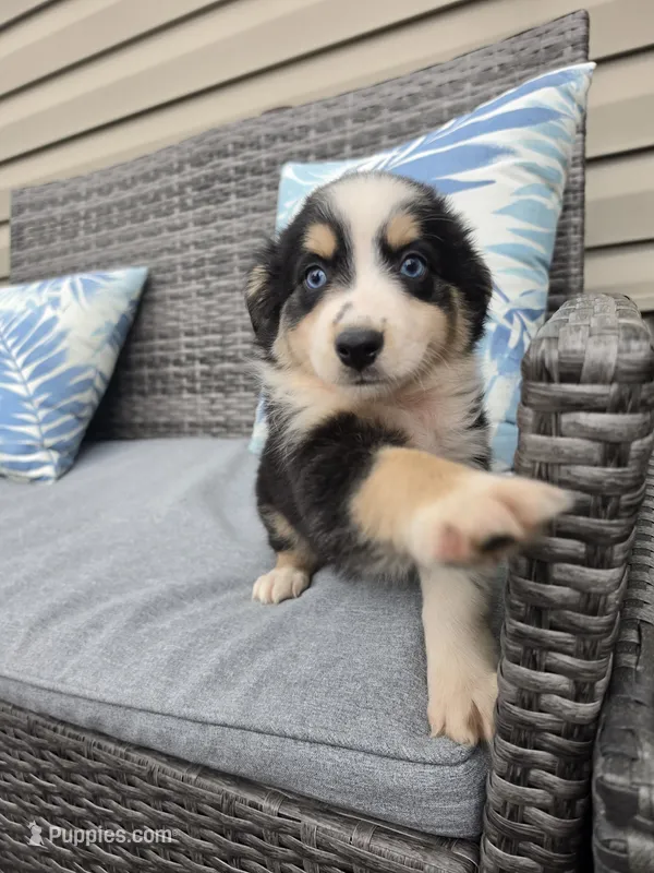 Willow – Australian Shepherd puppy for sale in Chesapeake, VA
