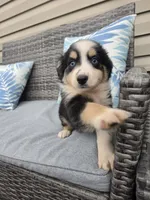 Willow, a female Australian Shepherd for sale in Chesapeake, VA – 1 of 9