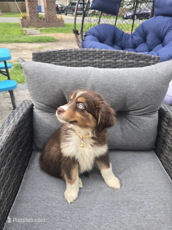 Hershey – Australian Shepherd puppy for sale in Chesapeake, VA