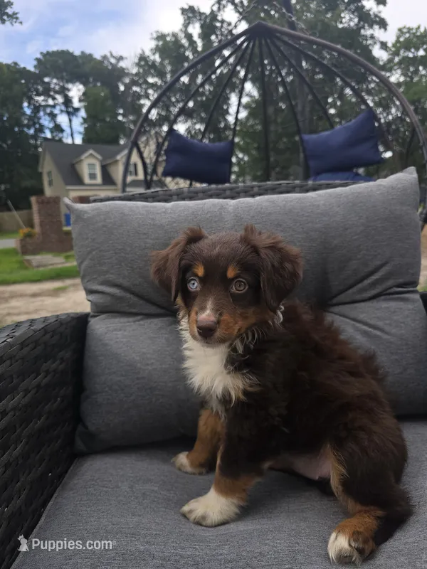 Snickers – Australian Shepherd puppy for sale in Chesapeake, VA