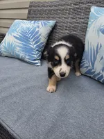Willow, a female Australian Shepherd for sale in Chesapeake, VA – 3 of 9