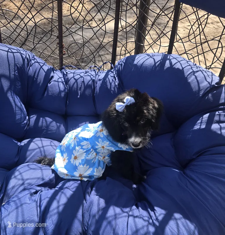 Jade – Aussiedoodle puppy for sale in Chesapeake, VA