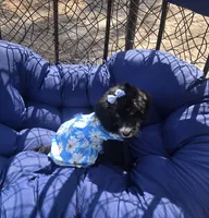 Jade, a female Aussiedoodle for sale in Chesapeake, VA – 1 of 10