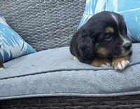 Oreo, a male Australian Shepherd for sale in Chesapeake, VA – 4 of 4