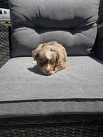 Truffle, a female Australian Shepherd for sale in Chesapeake, VA – 2 of 2