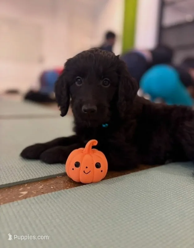 Gust – Goldendoodle puppy for sale in Chesapeake, VA