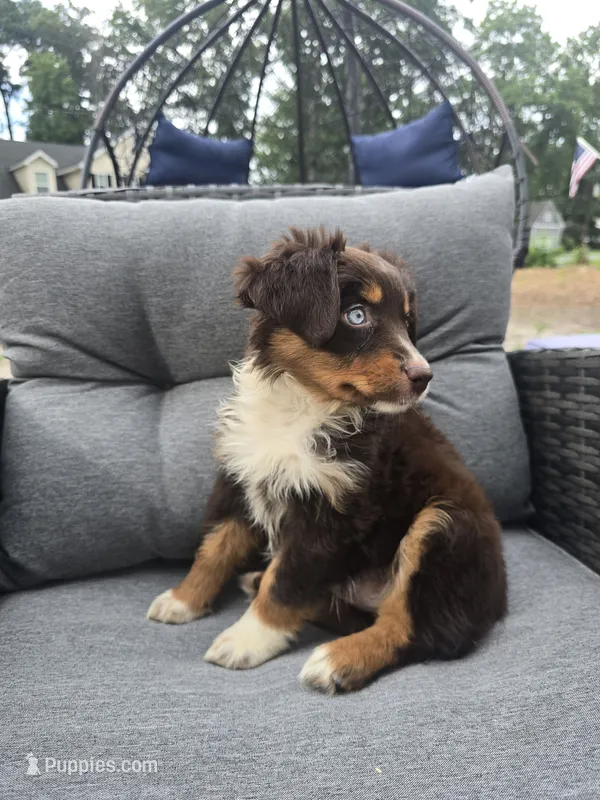 Snickers – Australian Shepherd puppy for sale in Chesapeake, VA