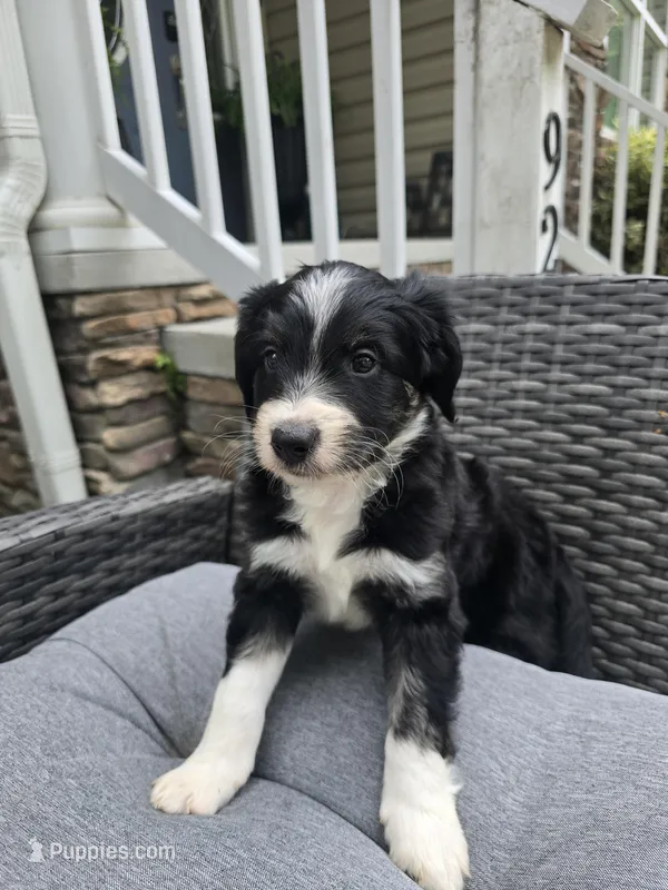 Jasper – Aussiedoodle puppy for sale in Hampton, VA