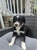 Jasper, a male Aussiedoodle for sale in Hampton, VA – Photo 1 of 5