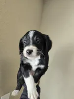 Jasper, a male Aussiedoodle for sale in Hampton, VA – Photo 4 of 5