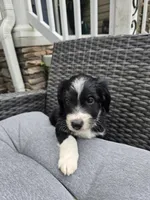 Jasper, a male Aussiedoodle for sale in Hampton, VA – Photo 2 of 5