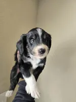 Jasper, a male Aussiedoodle for sale in Hampton, VA – Photo 5 of 5