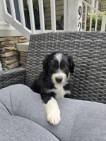Jasper, a male Aussiedoodle for sale in Hampton, VA – Photo 3 of 5